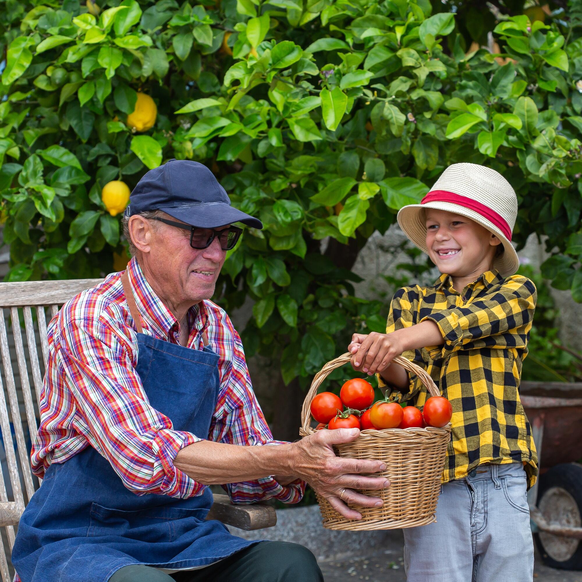 Senior man, farmer and young boy holding harvest of tomato