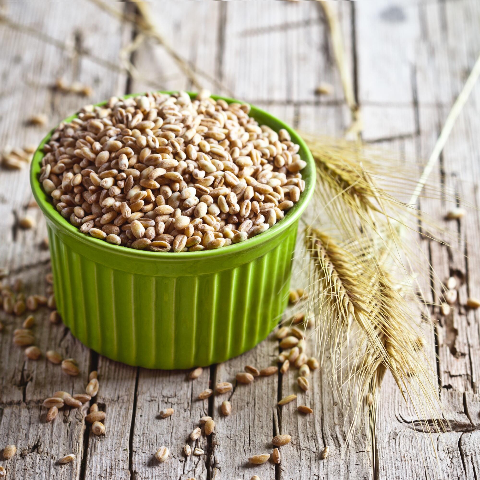 wheat grain in bowl and ears