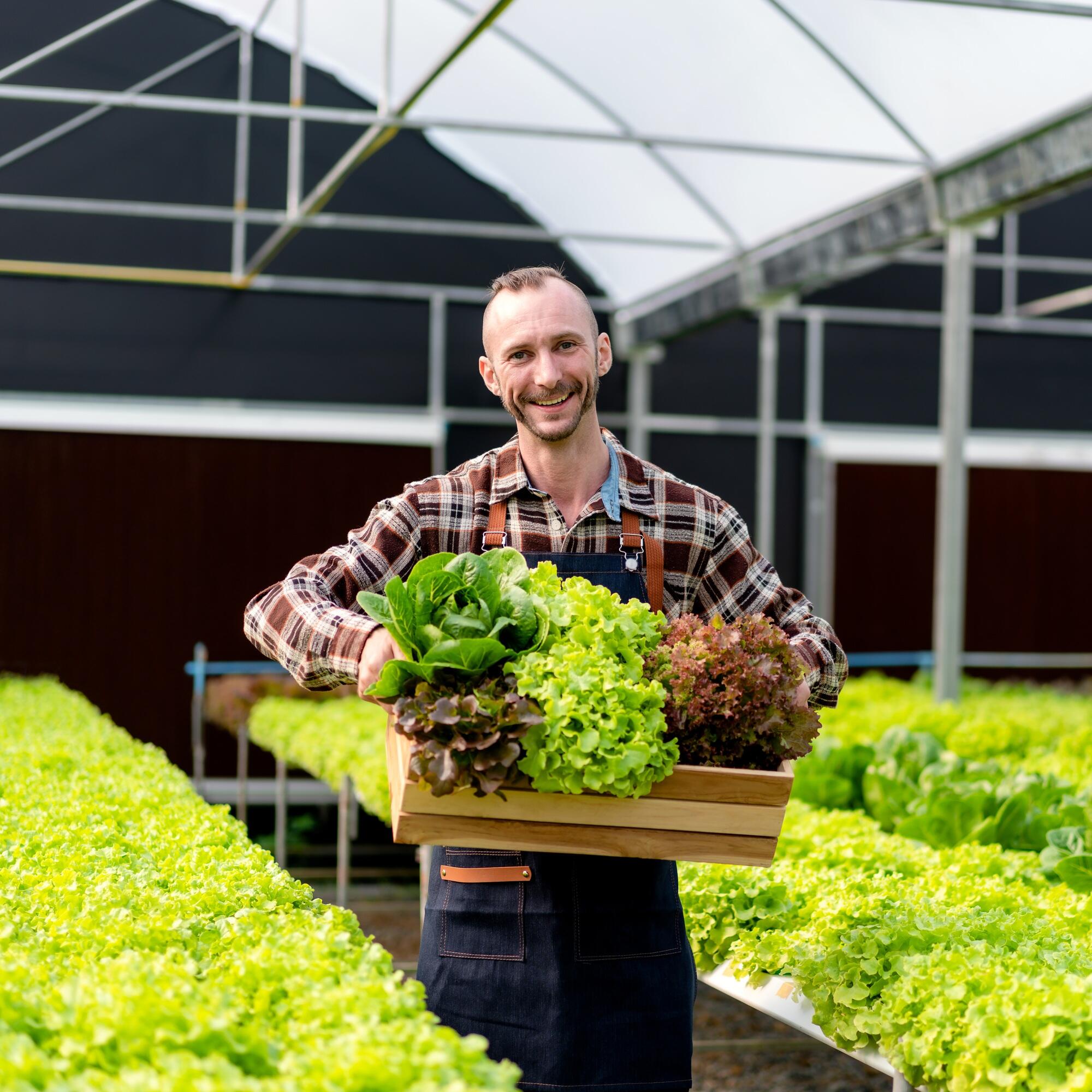 Young agribusiness owner farmer working and holding organic hydroponic vegetable in basket